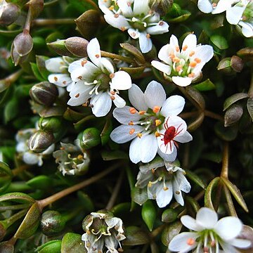 Stellaria humifusa unspecified picture