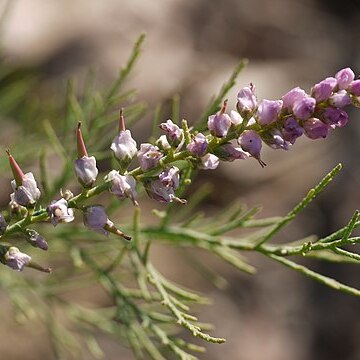 Tamarix ericoides unspecified picture