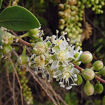 Stegnosperma halimifolium unspecified picture