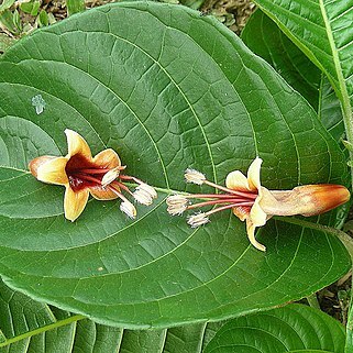 Trichanthera gigantea unspecified picture