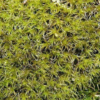 Grimmia muehlenbeckii unspecified picture