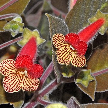 Kohleria amabilis var. bogotensis unspecified picture