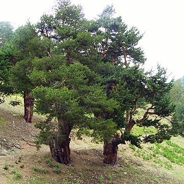 Pinus sylvestris var. hamata unspecified picture