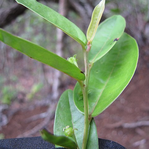 Phyllanthus distichus unspecified picture