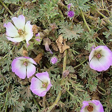 Sphaeralcea purpurata unspecified picture