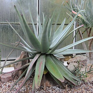 Aloe capitata unspecified picture