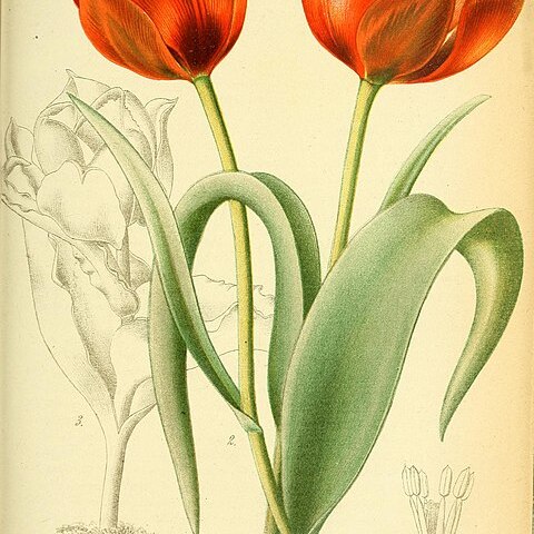 Tulipa alberti unspecified picture