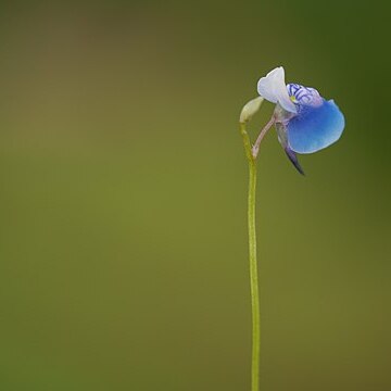 Utricularia albocaerulea unspecified picture