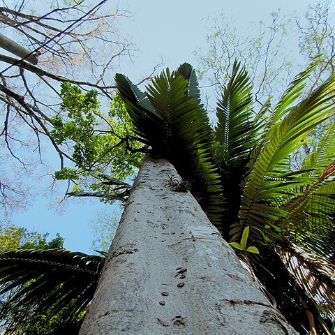 Aspidosperma ramiflorum unspecified picture