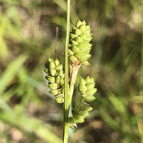 Carex hirsutella unspecified picture