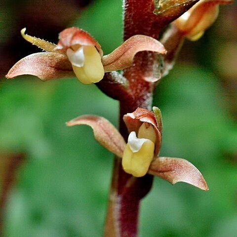 Goodyera rubicunda unspecified picture