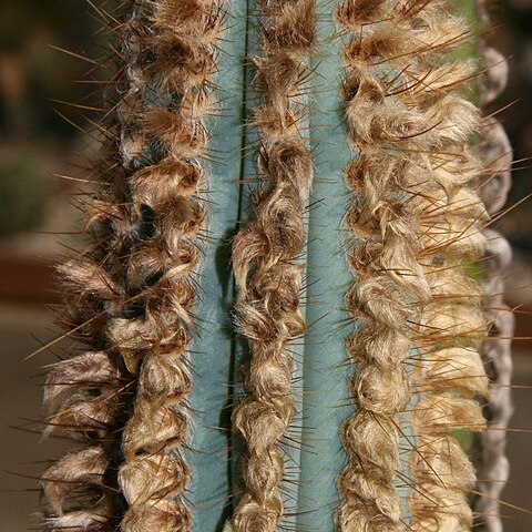 Pilosocereus machrisii unspecified picture