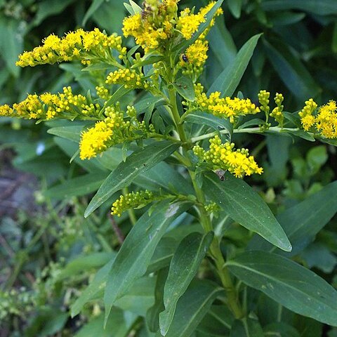 Solidago sempervirens unspecified picture