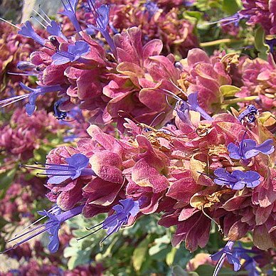 Salvia pachyphylla unspecified picture