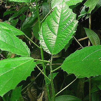 Tragia volubilis unspecified picture