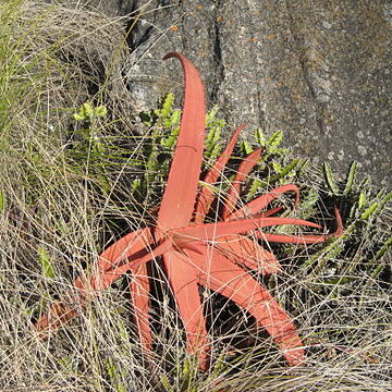 Aloe decurva unspecified picture