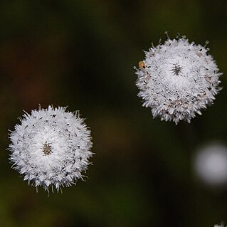 Eriocaulon tuberiferum unspecified picture