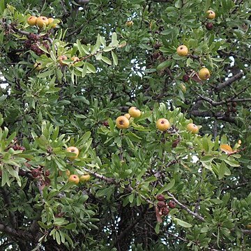 Pyrus amygdaliformis unspecified picture