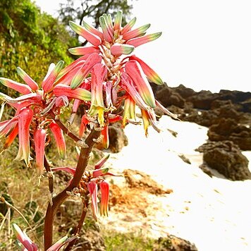 Aloe mossurilensis unspecified picture