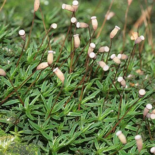 Pogonatum unspecified picture