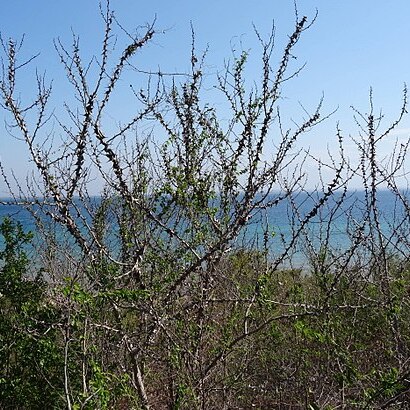 Vachellia latispina unspecified picture