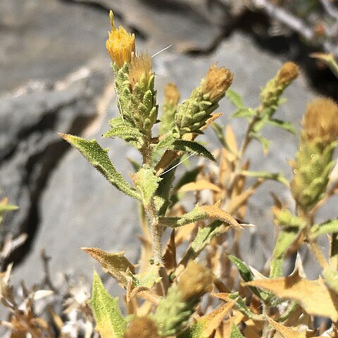 Hazardia brickellioides unspecified picture