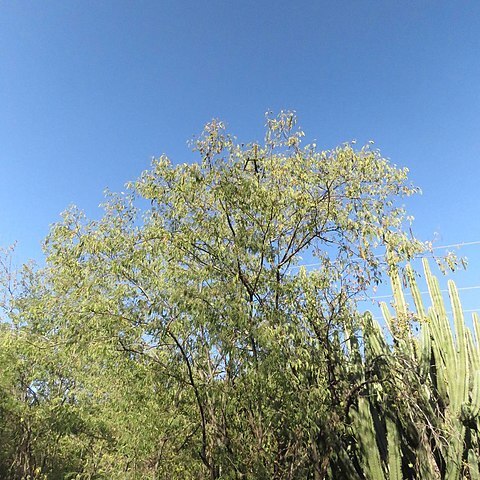 Leucaena cuspidata unspecified picture