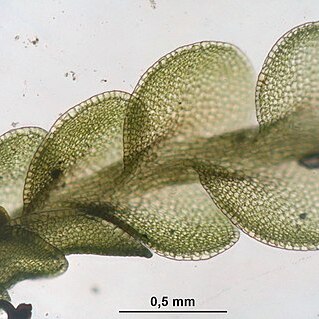 Jungermannia gracillima unspecified picture