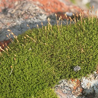 Hymenoloma unspecified picture