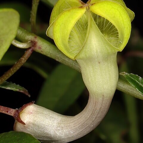 Ceropegia racemosa unspecified picture