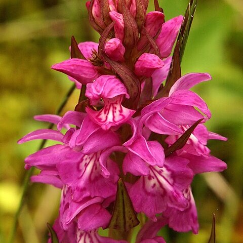 Dactylorhiza cordigera subsp. pindica unspecified picture