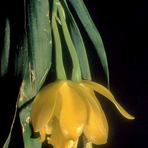 Prosthechea citrina unspecified picture