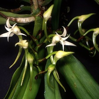 Cyrtorchis unspecified picture