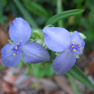 Tradescantia unspecified picture