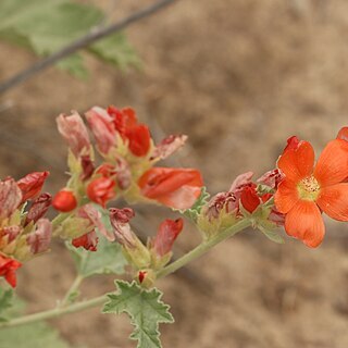 Sphaeralcea munroana unspecified picture