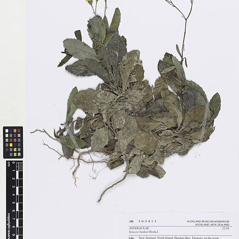 Senecio banksii unspecified picture