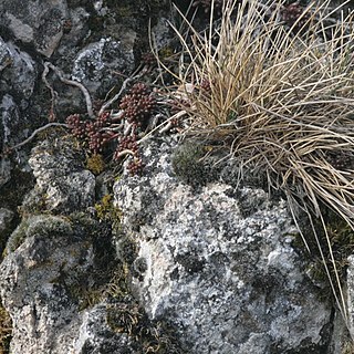 Grimmia tergestina unspecified picture