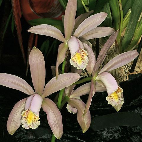 Cattleya x venosa unspecified picture