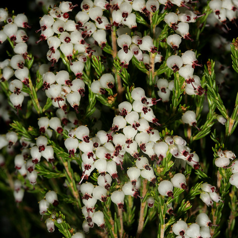 Erica drakensbergensis unspecified picture