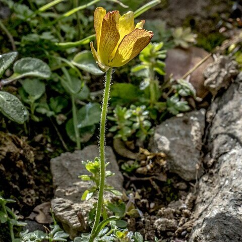 Ranunculus cupreus unspecified picture