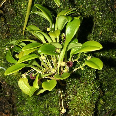 Platystele umbellata unspecified picture