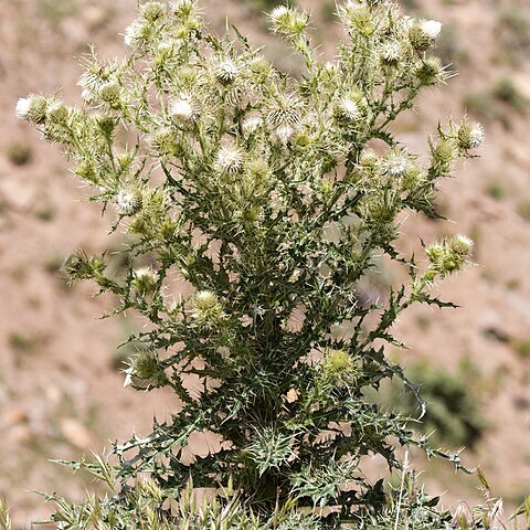 Cirsium echinus unspecified picture