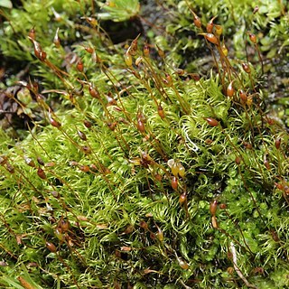 Dicranella subulata unspecified picture