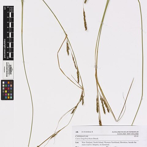 Carex longibrachiata unspecified picture