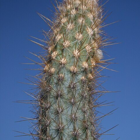 Pilosocereus bohlei unspecified picture