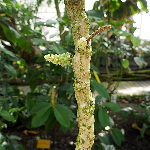 Chytranthus unspecified picture