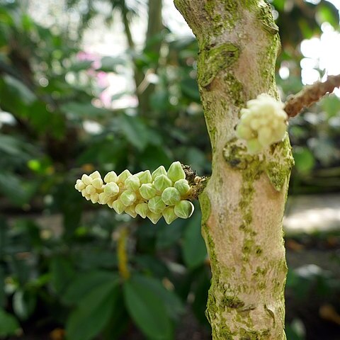 Chytranthus setosus unspecified picture