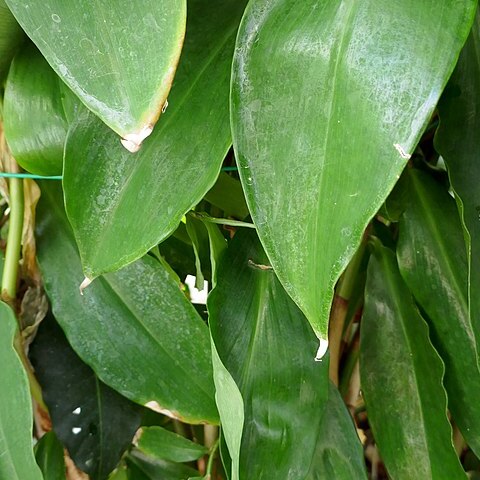 Costus phyllocephalus unspecified picture