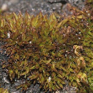 Encalypta longicollis unspecified picture