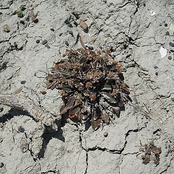 Plantago spathulata unspecified picture